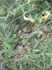 Crotalaria pallidicaulis