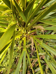 Aciphylla horrida