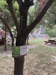 Diospyros maritima