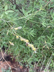 Crotalaria pallidicaulis