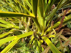 Aciphylla horrida