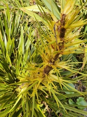 Aciphylla horrida