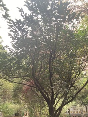 Diospyros maritima