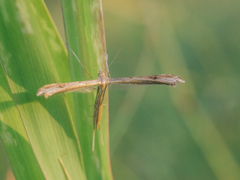 Stenoptilia bipunctidactyla