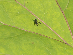 Stenodynerus chevrieranus