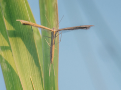 Stenoptilia bipunctidactyla