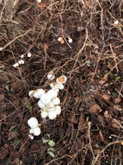 Symphoricarpos albus