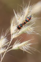 Dicranolaius concinicornis