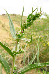 Penstemon acuminatus