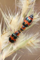 Dicranolaius concinicornis