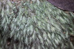Leucobryum bowringii