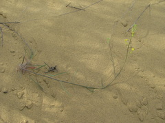 Erysimum siliculosum