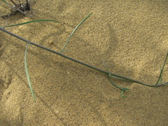 Erysimum siliculosum