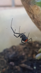 Latrodectus hasselti