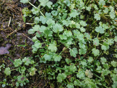 Ranunculus parviflorus