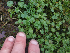 Ranunculus parviflorus