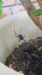 Latrodectus hasselti