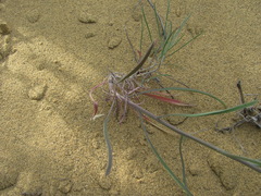 Erysimum siliculosum