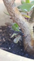 Latrodectus hasselti