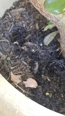 Latrodectus hasselti