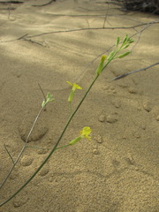 Erysimum siliculosum