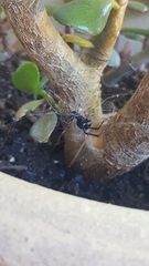 Latrodectus hasselti