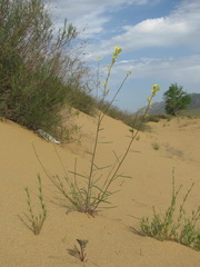 Erysimum siliculosum