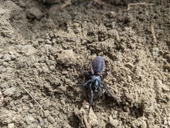 Vidole capensis