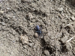 Vidole capensis