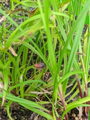 Temnopteryx phalerata