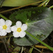 Little Floatingheart - Photo (c) Patrick Coin, some rights reserved (CC BY-NC-SA)