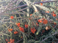 Passerina ericoides