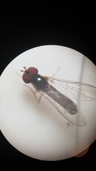 Allograpta hollowayae