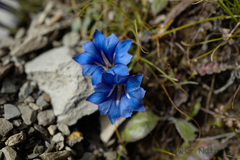 Gentiana veitchiorum