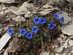 Gentiana veitchiorum