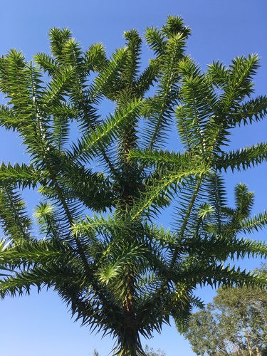 Paraná Araucaria