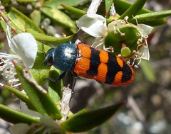 Castiarina crenata
