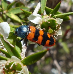 Castiarina crenata