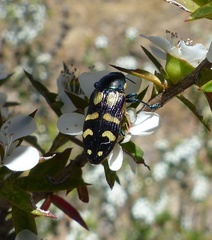 Castiarina adelaidae