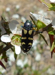 Castiarina adelaidae