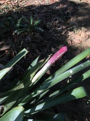 Aechmea vanhoutteana