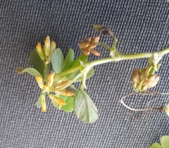 Trifolium micranthum