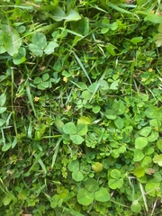 Trifolium micranthum