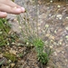 Syngonanthus caulescens - Photo (c) Antônio, algunos derechos reservados (CC BY-NC), subido por Antônio