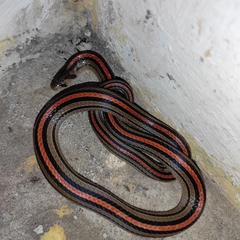 Oligodon octolineatus