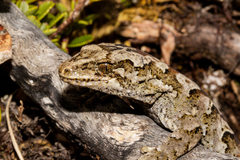 Mokopirirakau