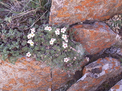 Androsace sericea