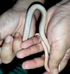 Oligodon octolineatus