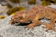 Mokopirirakau