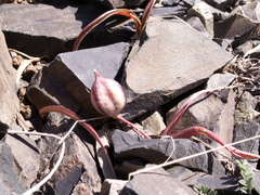 Tulipa dasystemon